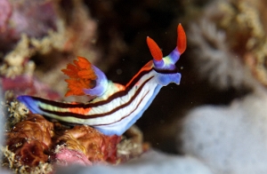 North Sulawesi-2018-DSC04801_rc- Red Gilled Nembrotha - Nembrotha rutilans - Nembrotha Rutilans